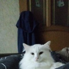 Подробнее об объявлении «Саратов Пропала кошка прошу вернуть за вознаграждение.» Фото: пропала кошка  «Саратов Пропала кошка прошу вернуть за...» в г. Саратов