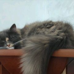 Подробнее об объявлении «Пропала кошка помогите найти красуню Балашиха» Фото: пропала кошка  «Пропала кошка помогите найти красуню Балашиха» в г. Балашиха