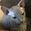 Подробнее об объявлении «Чехов Пропал кот» Фото: пропала кошка Девон-рекс «Чехов Пропал кот» в г. Чехов