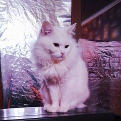����: ������� ����� ���������� ������ ������� ��� ������ ������ ������� � �. �������