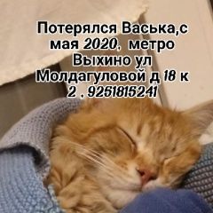 Подробнее об объявлении «Москва Пропал кот помесь мейкуна» Фото: пропала кошка  «Москва Пропал кот помесь мейкуна» в г. Москва