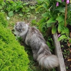 Подробнее об объявлении «Пропала кошка -наш член семьи. ищем и ждём возвращения Гатчина» Фото: пропала кошка  «Пропала кошка -наш член семьи. ищем и ждём...» в г. Гатчина