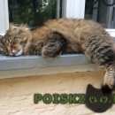 Подробнее об объявлении «Пропал кот Звенигород» Фото: пропала кошка Сибирская «Пропал кот Звенигород» в г. Звенигород