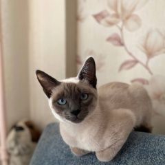 Подробнее об объявлении «Пропал кот мальчик Санкт-Петербург» Фото: пропала кошка Тайская кошка «Пропал кот мальчик Санкт-Петербург» в г. Санкт-Петербург