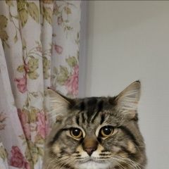 Подробнее об объявлении «Пропал котик Троицк» Фото: пропала кошка  «Пропал котик Троицк» в г. Троицк