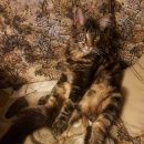 Подробнее об объявлении «Чехов Пропал котёнок мейн-кун» Фото: пропала кошка Мейн-кун «Чехов Пропал котёнок мейн-кун» в г. Чехов