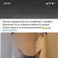 Подробнее об объявлении «Пропал кот верните за вознаграждение Азов» Фото: пропала кошка  «Пропал кот верните за вознаграждение Азов» в г. Азов