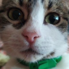 Подробнее об объявлении «Пропала кошка Новочеркасск» Фото: пропала кошка  «Пропала кошка Новочеркасск» в г. Новочеркасск