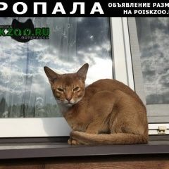 Подробнее об объявлении «Электроугли Пропал кот рыжик» Фото: пропала кошка Абиссинская «Электроугли Пропал кот рыжик» в г. Электроугли
