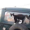 Подробнее об объявлении «Пропал кот Урай» Фото: пропала кошка  «Пропал кот Урай» в г. Урай