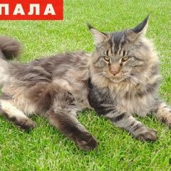 Подробнее об объявлении «Пропал кот мейн-кун. кп белый берег Жуковский» Фото: пропала кошка Мейн-кун «Пропал кот мейн-кун. кп белый берег Жуковский» в г. Жуковский