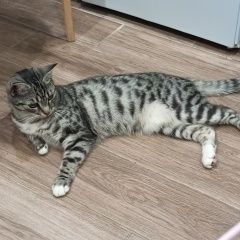 Подробнее об объявлении «Новороссийск Пропала кошка жк парковый» Фото: пропала кошка  «Новороссийск Пропала кошка жк парковый» в г. Новороссийск