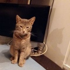 Подробнее об объявлении «Пропал кот в районе давыдково Москва» Фото: пропала кошка  «Пропал кот в районе давыдково Москва» в г. Москва