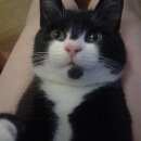 Подробнее об объявлении «Пропал кот Томск» Фото: пропала кошка  «Пропал кот Томск» в г. Томск