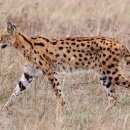 Подробнее об объявлении «Пропала кошка сервал Звенигород» Фото: пропала кошка  «Пропала кошка сервал Звенигород» в г. Звенигород