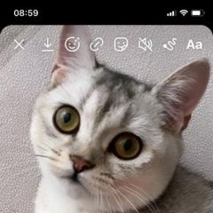 Подробнее об объявлении «Краснодар Пропала кошка» Фото: пропала кошка Британская короткошерстная «Краснодар Пропала кошка» в г. Краснодар