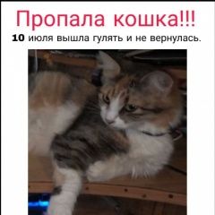 Подробнее об объявлении «Пропала кошка Ростов-на-Дону» Фото: пропала кошка  «Пропала кошка Ростов-на-Дону» в г. Ростов-на-Дону