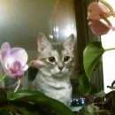 Подробнее об объявлении «Бердск Пропала кошка 20 марта рогачева 1 9эт» Фото: пропала кошка  «Бердск Пропала кошка 20 марта рогачева 1 9эт» в г. Бердск