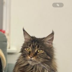 Подробнее об объявлении «Пропала кошка вознаграждение помогите найти кошку Семилуки» Фото: пропала кошка Мейн-кун «Пропала кошка вознаграждение помогите найти...» в г. Семилуки