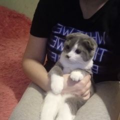 Подробнее об объявлении «Пропал кот Тамбов» Фото: пропала кошка Британская короткошерстная кошка «Пропал кот Тамбов» в г. Тамбов