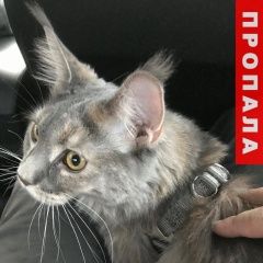 Подробнее об объявлении «Сургут Пропала кошка» Фото: пропала кошка Мейн-кун «Сургут Пропала кошка» в г. Сургут