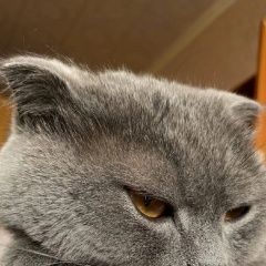 Подробнее об объявлении «Пропал кот за поимку вознаграждение Тольятти» Фото: пропала кошка Британская короткошерстная кошка «Пропал кот за поимку вознаграждение Тольятти» в г. Тольятти