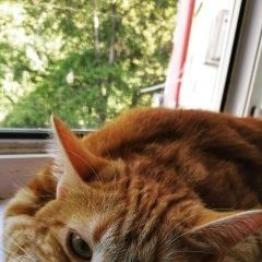 Подробнее об объявлении «Адлер Пропал кот роджер» Фото: пропала кошка  «Адлер Пропал кот роджер» в г. Адлер