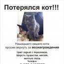 Подробнее об объявлении «Бердск Пропал кот» Фото: пропала кошка  «Бердск Пропал кот» в г. Бердск