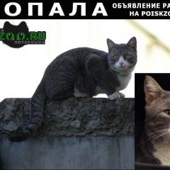 Подробнее об объявлении «Пропал кот Кимры» Фото: пропала кошка  «Пропал кот Кимры» в г. Кимры