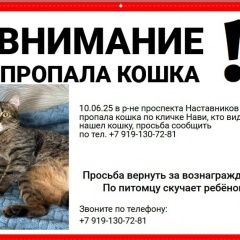 Подробнее об объявлении «Пропала кошка зовут нави Санкт-Петербург» Фото: пропала кошка  «Пропала кошка зовут нави Санкт-Петербург» в г. Санкт-Петербург