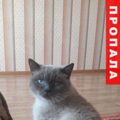 Подробнее об объявлении «Волгодонск Пропал кот любимый кот» Фото: пропала кошка  «Волгодонск Пропал кот любимый кот» в г. Волгодонск