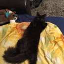 Подробнее об объявлении «Подольск Пропал кот черный кот кастрированый» Фото: пропала кошка  «Подольск Пропал кот черный кот кастрированый» в г. Подольск