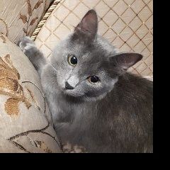 Подробнее об объявлении «Адлер Пропала кошка» Фото: пропала кошка  «Адлер Пропала кошка» в г. Адлер