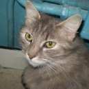 Подробнее об объявлении «Подольск Пропала кошка» Фото: пропала кошка  «Подольск Пропала кошка» в г. Подольск