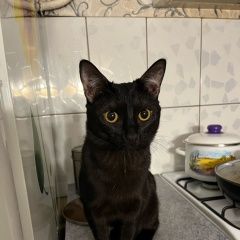 Подробнее об объявлении «Пропала кошка кот Пермь» Фото: пропала кошка  «Пропала кошка кот Пермь» в г. Пермь