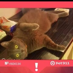 Подробнее об объявлении «Пропал кот вознаграждение 20т.р Новороссийск» Фото: пропала кошка  «Пропал кот вознаграждение 20т.р Новороссийск» в г. Новороссийск