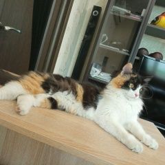 Подробнее об объявлении «Пропала кошка Ставрополь» Фото: пропала кошка  «Пропала кошка Ставрополь» в г. Ставрополь