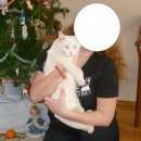 Подробнее об объявлении «Пропал кот Рязань» Фото: пропала кошка  «Пропал кот Рязань» в г. Рязань
