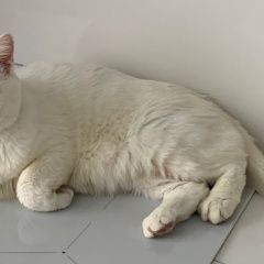 Подробнее об объявлении «Пропал кот _ Малаховка» Фото: пропала кошка  «Пропал кот _ Малаховка» в г. Малаховка