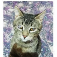 Подробнее об объявлении «Пропал кот помогите найти кота Подольск» Фото: пропала кошка  «Пропал кот помогите найти кота Подольск» в г. Подольск