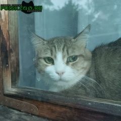 Подробнее об объявлении «Пропала кошка Хотьково» Фото: пропала кошка  «Пропала кошка Хотьково» в г. Хотьково