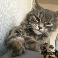 Подробнее об объявлении «Пропала кошка Москва» Фото: пропала кошка  «Пропала кошка Москва» в г. Москва