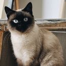 Подробнее об объявлении «Пропала кошка порода тайская Краснодар» Фото: пропала кошка  «Пропала кошка порода тайская Краснодар» в г. Краснодар