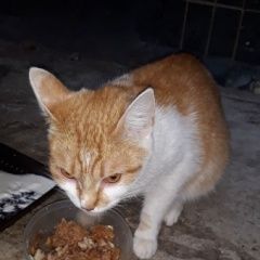 Подробнее об объявлении «Пропала кошка с котятами Красногорск» Фото: пропала кошка  «Пропала кошка с котятами Красногорск» в г. Красногорск