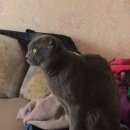 Подробнее об объявлении «Пропал кот Урай» Фото: пропала кошка  «Пропал кот Урай» в г. Урай