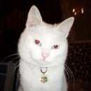 Подробнее об объявлении «Подольск Пропал кот белый кот в р-не красной горки» Фото: пропала кошка  «Подольск Пропал кот белый кот в р-не красной горки» в г. Подольск