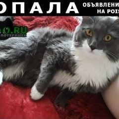 Подробнее об объявлении «Иркутск Пропал кот» Фото: пропала кошка  «Иркутск Пропал кот» в г. Иркутск