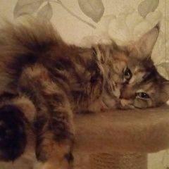 Подробнее об объявлении «Пропала кошка кошечка мейн кун. Москва» Фото: пропала кошка Мейн-кун «Пропала кошка кошечка мейн кун. Москва» в г. Москва