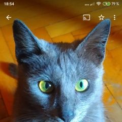 Подробнее об объявлении «Пропала кошка помогите найти Баку» Фото: пропала кошка  «Пропала кошка помогите найти Баку» в г. Баку