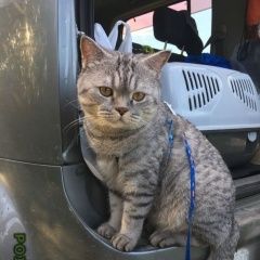 Подробнее об объявлении «Севастополь Пропал кот» Фото: пропала кошка Британская короткошерстная «Севастополь Пропал кот» в г. Севастополь